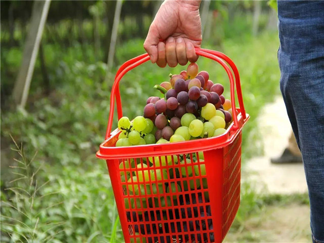 青島琴宏達塑料包裝帶領員工采摘葡萄